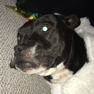 Meet your Posher, Dylana